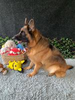 Bella | Female German Shepherd For Pet Homes or Br