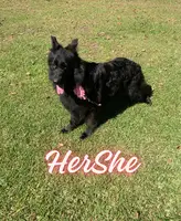 HerShe | Female All-Black German Shepherd For Pet 