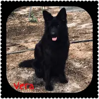 Vera | Female All-Black German Shepherd For Pet Ho