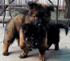 Gorgeous GDR line puppies with FCI documents