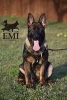 imported 5 months old Czech working line male for 