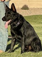 3 Year Old All Blk Male GSD