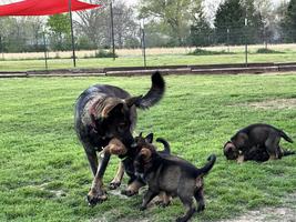 GSD Puppies Available. Czech/DDR Lines