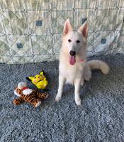 Pearl | Female Berger Blanc Suisse Available!