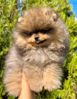 Pomeranian (BOO) males and females