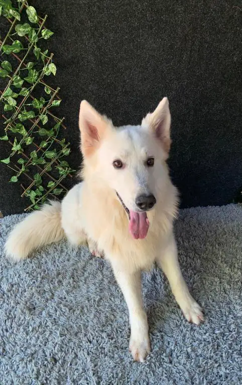 Grimm | Male Berger Blanc Suisse Available!