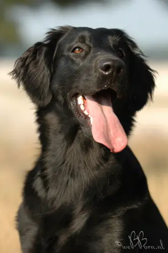 Flat Coated Retriever