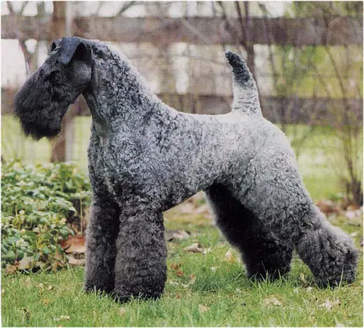 kerry blue terrier puppies kerry blue terrier kerry blue terrier puppies kerry blue terrier