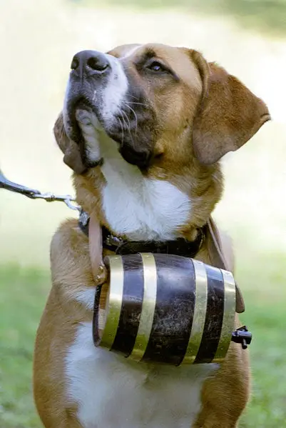 Saint Bernard Golden Saint St Bernard Puppies Dog Breed Info | Dog ... Saint Bernard Golden Saint St Bernard Puppies Dog Breed Info | Dog ...