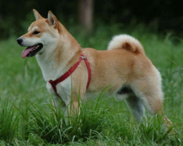 auspicious beginning shiba inu