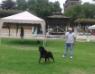 Rottweilers  D St. Loup