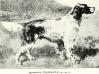 CH (US) Cincinnatus (1886) AKC 12214 v6 (From The Field Dog Trial Record)