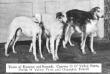 Team of Russian wolfhounds. Czarina II O&#x27; Valley Farm, Porlik O&#x27; Valley Farm and Champion Postel from a 1914 Vanity Fair magazine