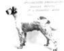 Deodora Prince (AKC 094159) a Cruft&#x27;s Dog Show Winner
