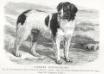 Prince Charlie (c.1886) [Mr. Ford Bagnall&#x27;s] {Landseer}
