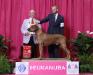 Best of Breed - 2014 Eukanuba AKC Nationals
