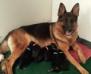 Holly with her beautiful puppies 