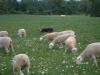 Lara vom Dolderbrunnen tending sheep