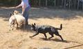 First herding test, showed strong capability
