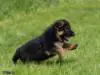 Puppy from breeder Xtas