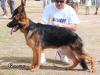 Alph King  competition male 6-9 month