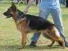 Alph King competition male 12-18month