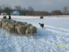 Moving the flock in the snow