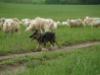 Keeping the sheep in the graze