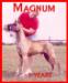  Mcemn-N-Dagmar's Magnum P I