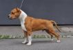 Royal Amstaff Day and Night