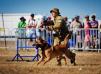 <span style="color: darkred">2013 Australian Defence Force Top Dog</span> NORDENSTAMM KAOS