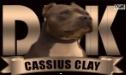 DDK9's Cassius Clay