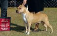 AKC Major Pointed Royal Court Color Me Winning of ToKalon