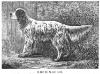 <span style="color: darkred">Crystal Palace Show Winner</span> Rockingham (1882) KCSB 013697 (Winder) <span style="color: darkblue">English Setter (Sheffield, 3rd sporting puppies)</span>