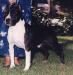 AKC CH CanAm's Billy the Kid