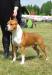 AKC.CH, Multi BIS, Multi J.BIS. WHITE-amSTAFF Goes to Hollywood