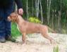  Scouthound Helios Temper