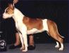 AKC CH, UKC CH Wunderhund's Majestic Gabrielle