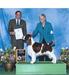 GCH CH Hillcrest Devonshire Over and Under