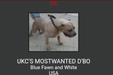  UKC'S MOSTEDWANTED D'BO
