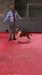 Amstaff Dobby Henrique Star Terrier