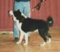 <span style="color: darkred">F & Int Champion, (French Breed Club's) ELITE A</span> Bjornehusets Gino