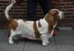 Newdown Bassets Dr Who