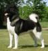 AKC GCH Day Dream's High Stakes