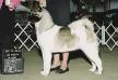 AKC CH Day Dream's American Baby