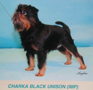 Charka Black Unison
