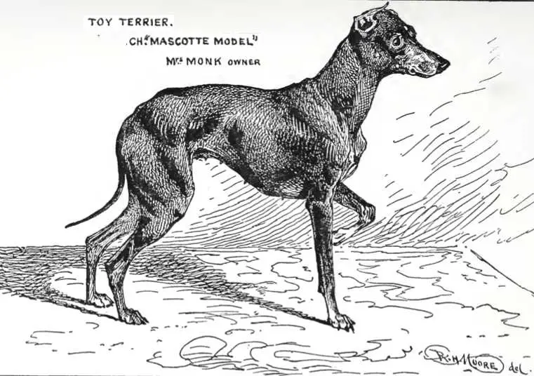 Mascotte Model (c.1900) [English Toy Terrier]