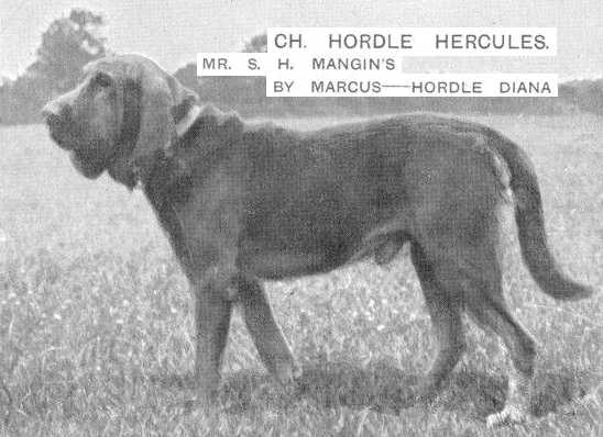 Hordle Hercules