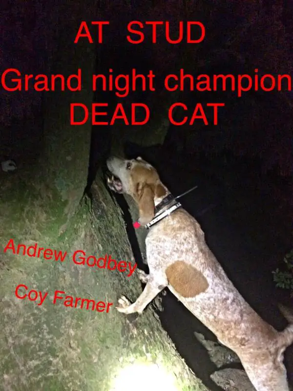 Dead Cat