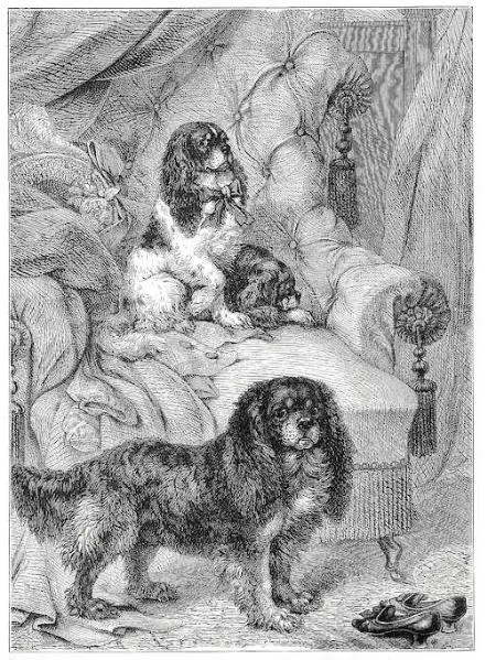 Early Type Toy Spaniels (1881)